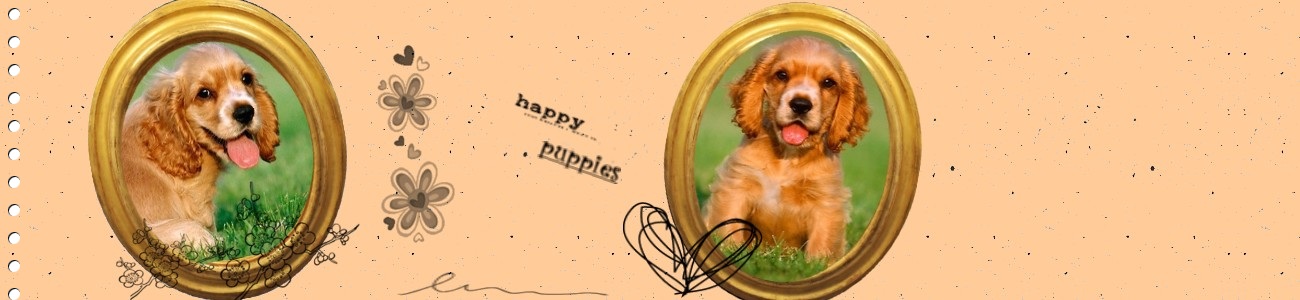 Spaniel puppies _____BomBom.gp